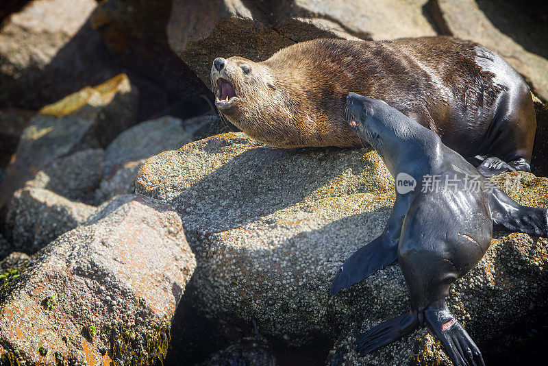 岩石上的海豹(Arctocephalus pusillus)